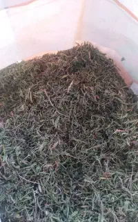 مرزه کوهی خوش عطر رشته کوه الاداغ