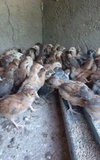 جوجه محلی 35 روزه