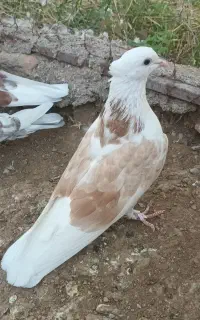 کبوتر پشت هما کله دم سبز