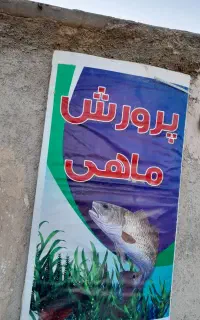 پرورش ماهی قزل آلا
