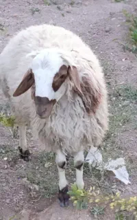 گوشت بره نر فروشی