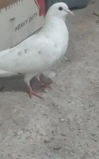 کبوتر