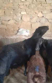 قوچ قره قزل خوشگل