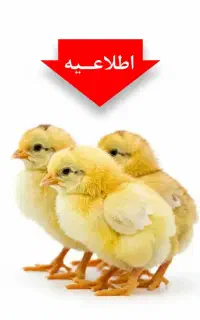 نیازمند کارگر مرغداری