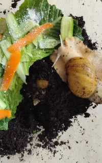 حلزون مولد آچاتینای پرورشی