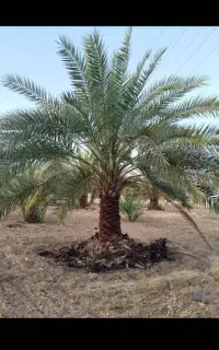 نخل با ریشه از زمین درمیارم میبرم