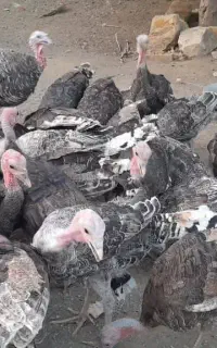 بوقلمون برای فروش 30عدد جفتی5