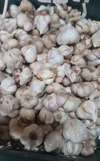 سیر تمیز شده ۱۲ کیلو