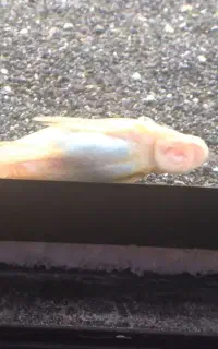 لجن خوار پوزه بوته ای