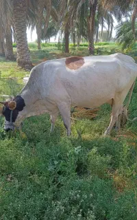 گاو فروشی است ایست بازرسی پنگ چهار ماه اوسه