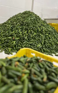 خیارشور و زیتون و ترشیجات