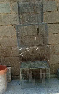 قفس