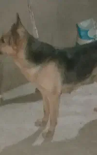 سگ ماده ژرمن