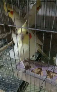 عروس لوتینووآلبینو