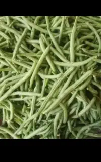 لوبیا سبز تر وتازه هرروز موجوده