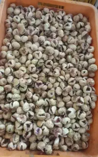 انجیر  خشک استهبان پرک و...