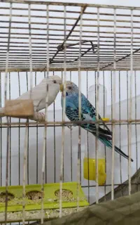 مرغ عشق به شرط