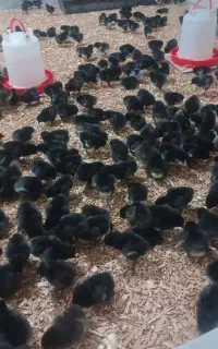 جوجه بلک استار