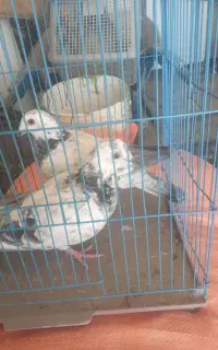 دوتا جوجه نر پلاکی