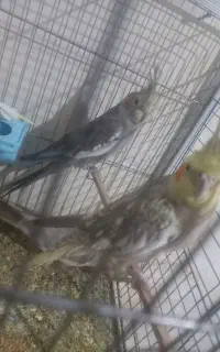 اهلی