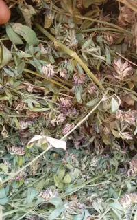 یونجه