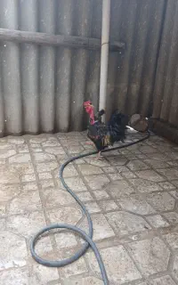 خروس گردن لخت چهل تاج
