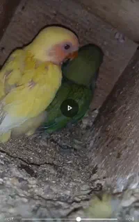 کوتوله جوجه