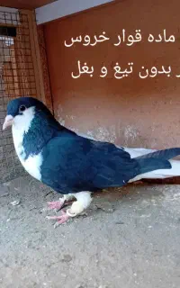 چپ . خوشرنگ. دم سفید . کود.