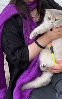 جفتگیری گربه بریتیش سیلورگلد