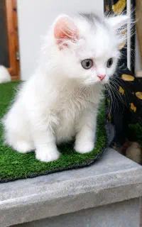 پرشین صورت عروسکی
