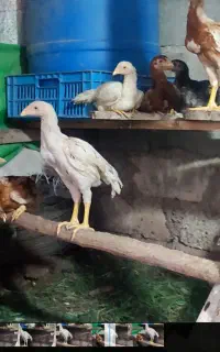 جوجه لاری