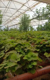 نشای توت فرنگی سابرینا