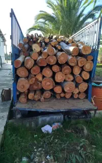 خرید چوب  باغی