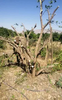 خریدار هرنوع چوب باغی و فروش زغال