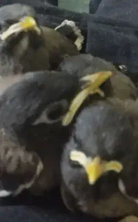 جوجه مرغ مینا پاکستانی چشم ستاره ای