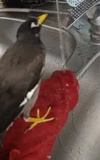 مرغ مینا گمشده
