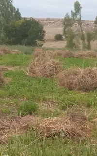 محصولات دام