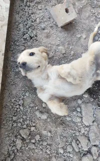 توله سگ پاکوتاه