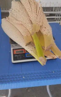 گرده نخل کیلویی ۱ میلیون و ۵۰۰ تومان