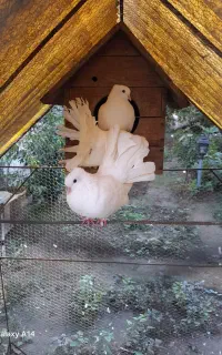 کبوتر انگلیسی
