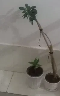 آدنیوم