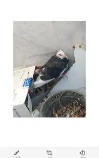 یک کبوتر گم شده