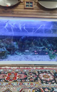 آکواریوم ماهی