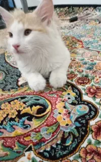 گربه dsh