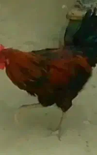 دوعدد خروس