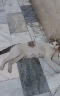واگزاری گربه
