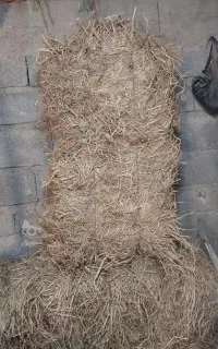 کاه(کولش)