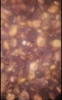 انجیر خشک مال امسال به شرط شیرین
