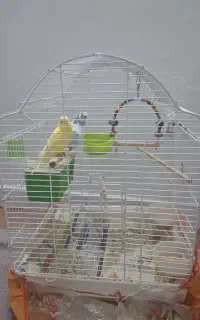 سه مرغ عشق با قفس و وسایل داخل قفس
