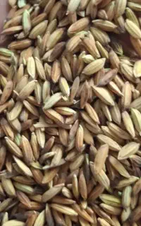 شلتوک عنبر بو